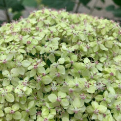 Lime Rickey® Smooth Hydrangea -Garden Plants Store hydrangea arborescens lime rickey 1