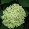 Lime Rickey® Smooth Hydrangea -Garden Plants Store hydrangea arborescens lime rickey 2