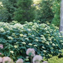 Lime Rickey® Smooth Hydrangea -Garden Plants Store hydrangea arborescens lime rickey 4