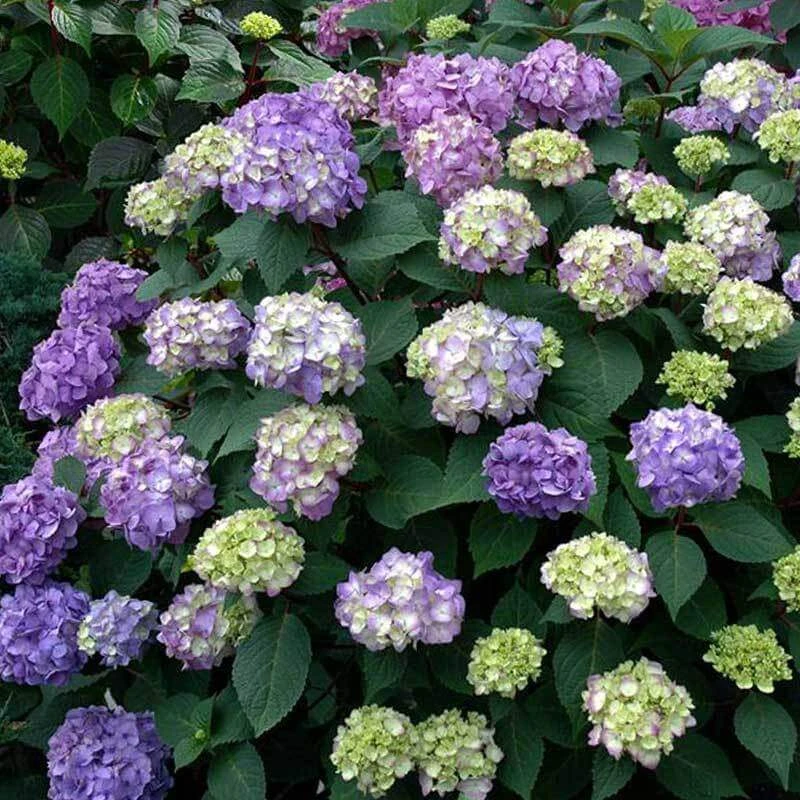 Endless Summer® BloomStruck® Bigleaf Hydrangea 3 Endless Summer® BloomStruck® Bigleaf Hydrangea