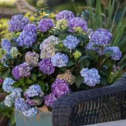Endless Summer® BloomStruck® Bigleaf Hydrangea 8 Endless Summer® BloomStruck® Bigleaf Hydrangea -Garden Plants Store hydrangea bloomstruck endless summer 21 sw