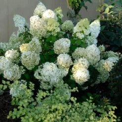 Bobo® Panicle Hydrangea -Garden Plants Store hydrangea bobo 3 sw