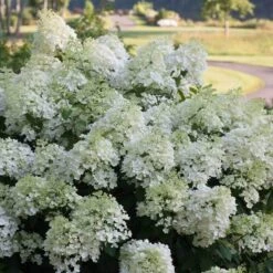 Bobo® Panicle Hydrangea -Garden Plants Store hydrangea bobo 4 sw