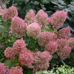 Bobo® Panicle Hydrangea -Garden Plants Store hydrangea bobo 5 sw