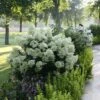 Bobo® Panicle Hydrangea 2 Bobo® Panicle Hydrangea -Garden Plants Store hydrangea bobo 7 sw