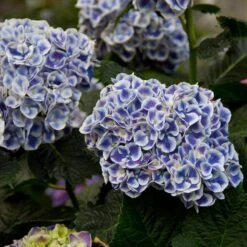 Cityline® Mars Bigleaf Hydrangea -Garden Plants Store hydrangea cityline mars 5 sw