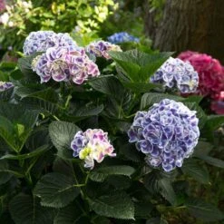 Cityline® Mars Bigleaf Hydrangea -Garden Plants Store hydrangea cityline mars 6 sw
