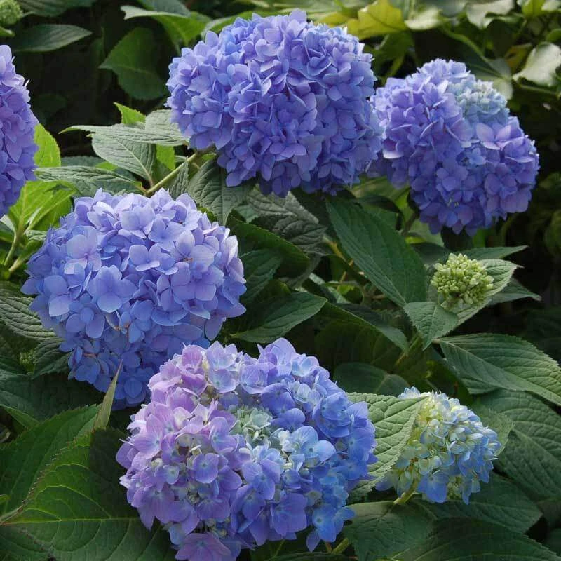 Endless Summer® Bigleaf Hydrangea 10 Endless Summer® Bigleaf Hydrangea - Image 8