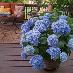 Endless Summer® Bigleaf Hydrangea 15 Endless Summer® Bigleaf Hydrangea -Garden Plants Store hydrangea endless summer 24 sw
