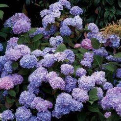 Endless Summer® Bigleaf Hydrangea 17 Endless Summer® Bigleaf Hydrangea -Garden Plants Store hydrangea endless summer 25 sw