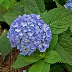 Endless Summer® Bigleaf Hydrangea 20 Endless Summer® Bigleaf Hydrangea -Garden Plants Store hydrangea endless summer 28 sw