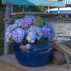 Endless Summer® Bigleaf Hydrangea 21 Endless Summer® Bigleaf Hydrangea -Garden Plants Store hydrangea endless summer 3 sw