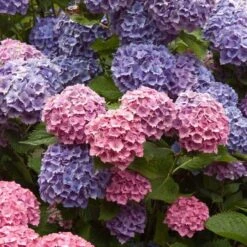 Endless Summer® Bigleaf Hydrangea 18 Endless Summer® Bigleaf Hydrangea -Garden Plants Store hydrangea endless summer 4 sw