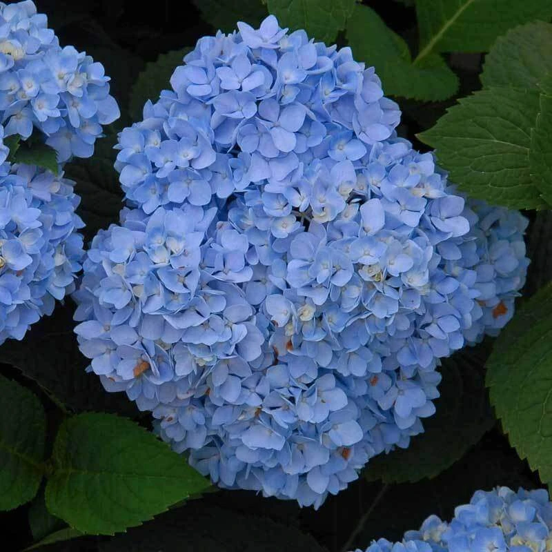 Endless Summer® Bigleaf Hydrangea 5 Endless Summer® Bigleaf Hydrangea - Image 3