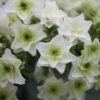 Gatsby Star® Oakleaf Hydrangea 1 Gatsby Star® Oakleaf Hydrangea -Garden Plants Store hydrangea gatsby star 1 sw
