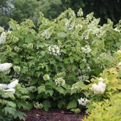 Gatsby Star® Oakleaf Hydrangea 9 Gatsby Star® Oakleaf Hydrangea -Garden Plants Store hydrangea gatsby star 3 sw