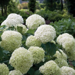 Incrediball® Smooth Hydrangea 13 Incrediball® Smooth Hydrangea -Garden Plants Store hydrangea incrediball 1