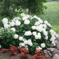 Incrediball® Smooth Hydrangea 11 Incrediball® Smooth Hydrangea -Garden Plants Store hydrangea incrediball 2