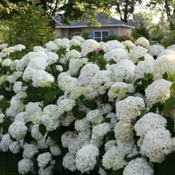 Incrediball® Smooth Hydrangea 12 Incrediball® Smooth Hydrangea -Garden Plants Store hydrangea incrediball 7