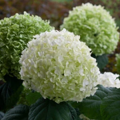 Incrediball® Smooth Hydrangea 14 Incrediball® Smooth Hydrangea -Garden Plants Store hydrangea incrediball 8