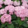 Incrediball® Blush Smooth Hydrangea 2 Incrediball® Blush Smooth Hydrangea -Garden Plants Store hydrangea incrediball blush 1