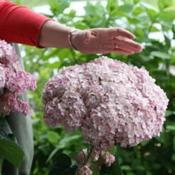 Incrediball® Blush Smooth Hydrangea 9 Incrediball® Blush Smooth Hydrangea -Garden Plants Store hydrangea incrediball blush 2