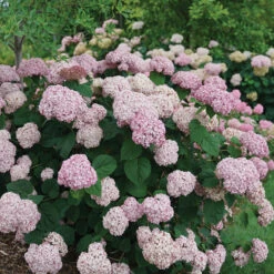 Incrediball® Blush Smooth Hydrangea 10 Incrediball® Blush Smooth Hydrangea -Garden Plants Store hydrangea incrediball blush 3