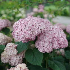 Incrediball® Blush Smooth Hydrangea 11 Incrediball® Blush Smooth Hydrangea -Garden Plants Store hydrangea incrediball blush 4