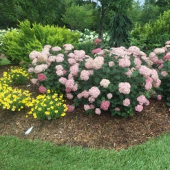 Incrediball® Blush Smooth Hydrangea 12 Incrediball® Blush Smooth Hydrangea -Garden Plants Store hydrangea incrediball blush 5