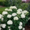 Invincibelle Limetta® Smooth Hydrangea 1 Invincibelle Limetta® Smooth Hydrangea -Garden Plants Store hydrangea invincibelle limetta 1