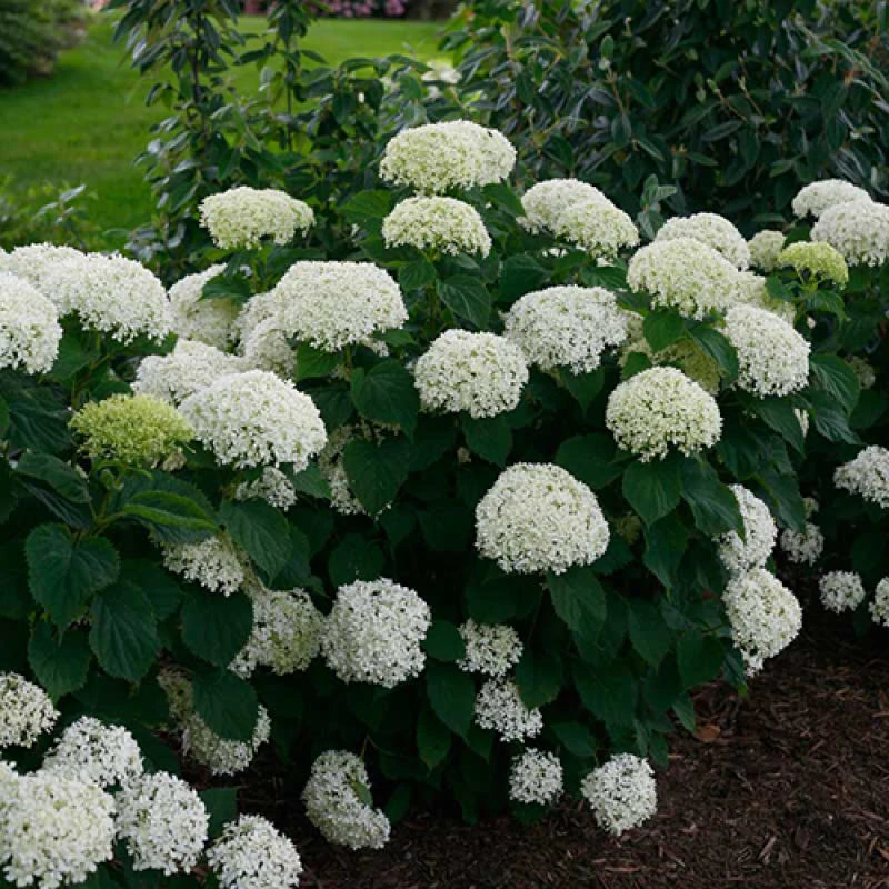 Invincibelle Limetta® Smooth Hydrangea 5 Invincibelle Limetta® Smooth Hydrangea - Image 3