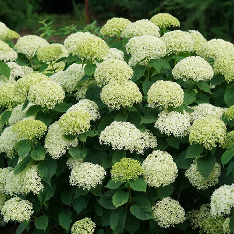 Invincibelle Limetta® Smooth Hydrangea 4 Invincibelle Limetta® Smooth Hydrangea - Image 2