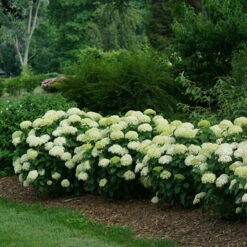Invincibelle Limetta® Smooth Hydrangea 13 Invincibelle Limetta® Smooth Hydrangea -Garden Plants Store hydrangea invincibelle limetta 4