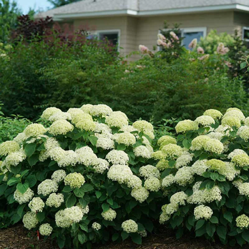 Invincibelle Limetta® Smooth Hydrangea 7 Invincibelle Limetta® Smooth Hydrangea - Image 5