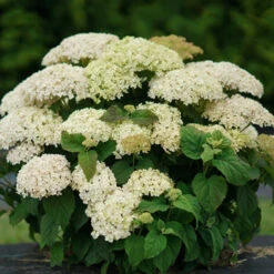 Invincibelle Limetta® Smooth Hydrangea 15 Invincibelle Limetta® Smooth Hydrangea -Garden Plants Store hydrangea invincibelle limetta 6