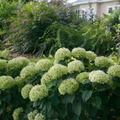 Invincibelle Limetta® Smooth Hydrangea 16 Invincibelle Limetta® Smooth Hydrangea -Garden Plants Store hydrangea invincibelle limetta 7