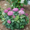 Invincibelle Mini Mauvette® Smooth Hydrangea -Garden Plants Store hydrangea invincibelle mini mauvette 1