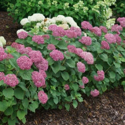 Invincibelle Mini Mauvette® Smooth Hydrangea -Garden Plants Store hydrangea invincibelle mini mauvette 4