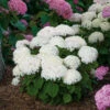 Invincibelle Wee White® Smooth Hydrangea 2 Invincibelle Wee White® Smooth Hydrangea -Garden Plants Store hydrangea invincibelle wee white 1