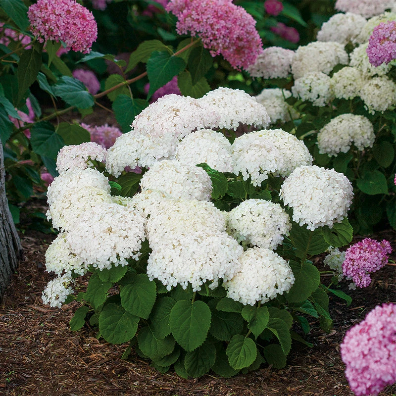 Invincibelle Wee White® Smooth Hydrangea 3 Invincibelle Wee White® Smooth Hydrangea