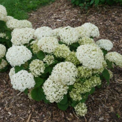 Invincibelle Wee White® Smooth Hydrangea 12 Invincibelle Wee White® Smooth Hydrangea -Garden Plants Store hydrangea invincibelle wee white 2