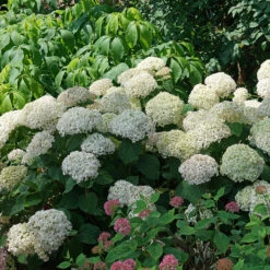 Invincibelle Wee White® Smooth Hydrangea 10 Invincibelle Wee White® Smooth Hydrangea -Garden Plants Store hydrangea invincibelle wee white 3