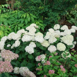 Invincibelle Wee White® Smooth Hydrangea 11 Invincibelle Wee White® Smooth Hydrangea -Garden Plants Store hydrangea invincibelle wee white 4