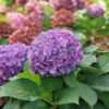 Let's Dance ¡Arriba!™ Bigleaf Hydrangea -Garden Plants Store hydrangea lets dance arriba 1