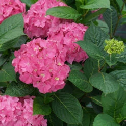 Let's Dance ¡Arriba!™ Bigleaf Hydrangea -Garden Plants Store hydrangea lets dance arriba 4