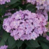 Let's Dance Can Do!® Bigleaf Hydrangea -Garden Plants Store hydrangea lets dance can do 2