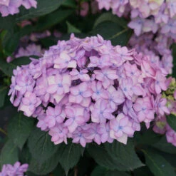 Let's Dance Can Do!Ā® Bigleaf Hydrangea