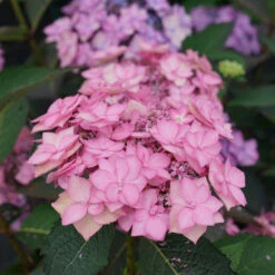 Let's Dance Can Do!® Bigleaf Hydrangea -Garden Plants Store hydrangea lets dance can do 3
