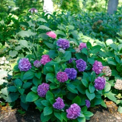 Let's Dance® Rave® Bigleaf Hydrangea -Garden Plants Store hydrangea lets dance rave 2