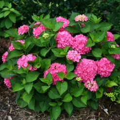 Let's Dance® Rave® Bigleaf Hydrangea -Garden Plants Store hydrangea lets dance rave 3